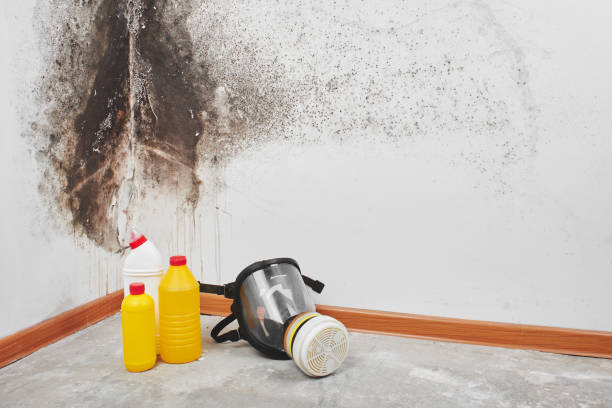 Best Mold Damage Repair  in Lake Belvedere Estates, FL