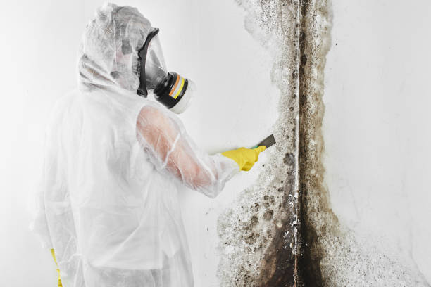 Office Mold Removal Services in Lake Belvedere Estates, FL