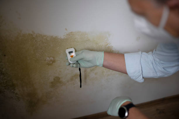 Mold Removal Process in Lake Belvedere Estates, FL