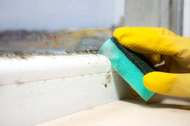 Best Black Mold Removal  in Lake Belvedere Estates, FL