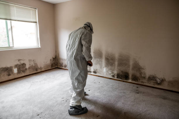 Best Toxic Mold Removal  in Lake Belvedere Estates, FL